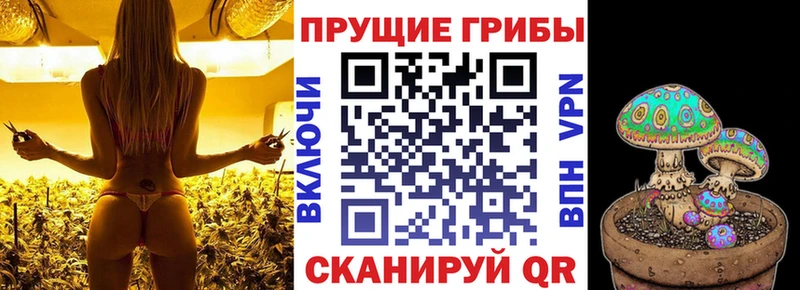 Галлюциногенные грибы Psilocybe  Купить закладки  Кызыл 